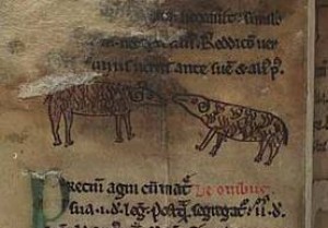 An illustration of sheep in Peniarth MS 28, a Latin text of the Laws of Hywel Dda, in a section which treat animals an their legal value (Digital Mirror).