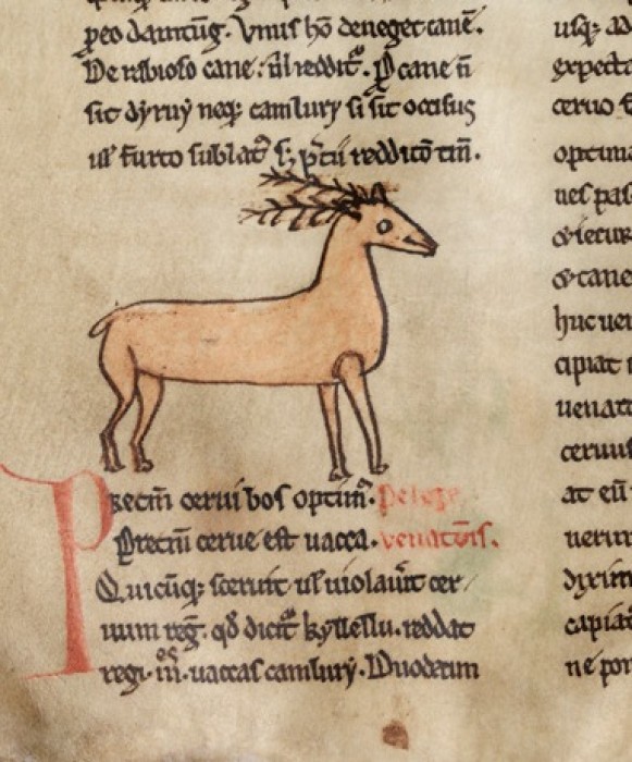 A deer in the Welsh Law