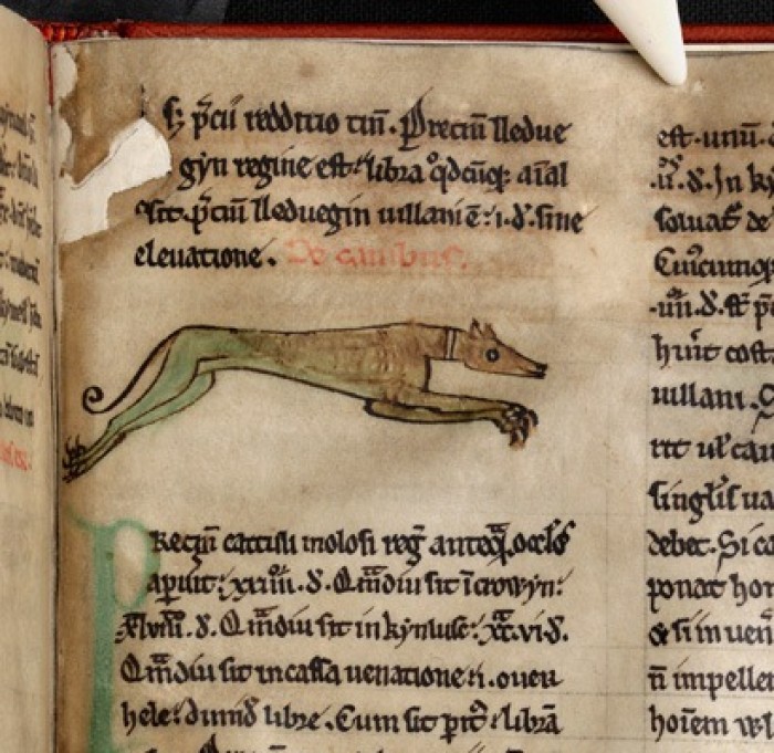 A hound in one of the Welsh law texts